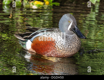 Australasian Löffelente Anas Rhynchotis Latham, 1802 Stockfoto