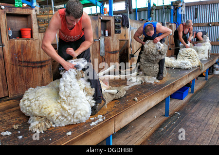 Schafschur Stockfoto