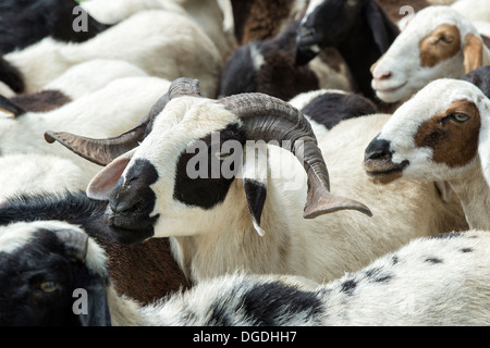 Herding domestizierten Ziegen in der ländlichen indische Gegend, Andhra Pradesh, Indien