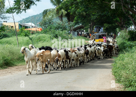 Herding domestizierten Ziegen in der ländlichen indische Gegend, Andhra Pradesh, Indien Stockfoto