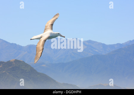 Fragen, Albatros - Diomedea Antipodensis - im Flug Stockfoto