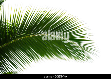 Blatt der Kokospalme, die isoliert auf weißem Hintergrund Stockfoto
