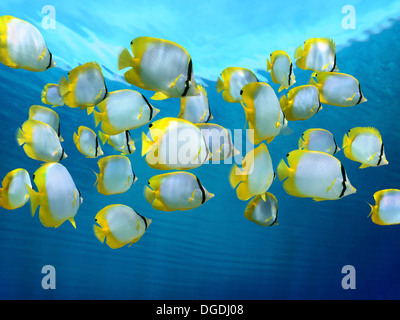 Schule von bunten tropischen Fischen, Spotfin Butterflyfish mit Wasseroberfläche im Hintergrund, Karibik Stockfoto