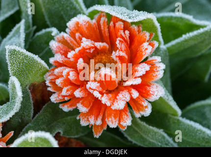 Nahaufnahme einer lebhaften orangefarbenen Ringelblume, die mit weißem Frost und Eiskristallen auf ihren Blütenblättern und grünen Blättern bedeckt ist. Stockfoto