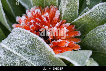 Nahaufnahme einer lebhaften orangefarbenen Ringelblume, die mit weißem Frost und Eiskristallen auf ihren Blütenblättern und grünen Blättern bedeckt ist. Stockfoto