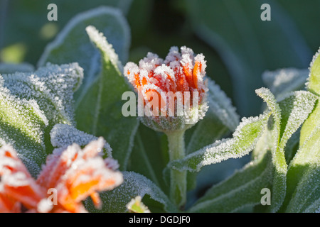 Nahaufnahme einer lebhaften orangefarbenen Ringelblume, die mit weißem Frost und Eiskristallen auf ihren Blütenblättern und grünen Blättern bedeckt ist. Stockfoto