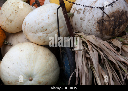 Herbst-Display mit Kürbissen Stockfoto