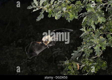 Bechstein Fledermaus Myotis bechsteinii Stockfoto