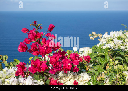 Schöne Blumen in Oia, Santorini, Griechenland Stockfoto