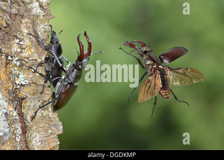 Hirschkäfer - Lucanus cervus Stockfoto