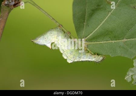 Ahorn-Prominent - Ptilodon Cucullina Larve Stockfoto