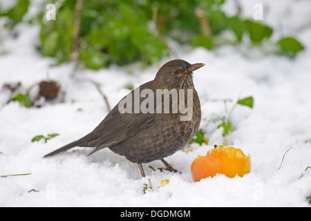 Amsel Turdus Merula - weiblich Stockfoto