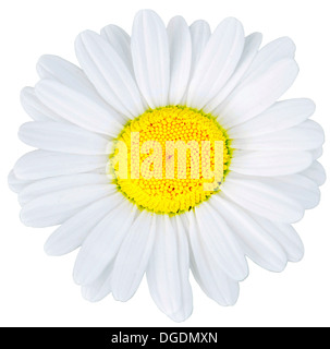 Kamille Blume isoliert auf weißem Hintergrund Stockfoto