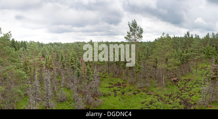 Eurasischen Elch, Schweden, Europa / Alces Alces Stockfoto