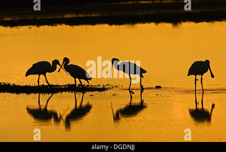 Löffler-Platalea leucorodia Stockfoto