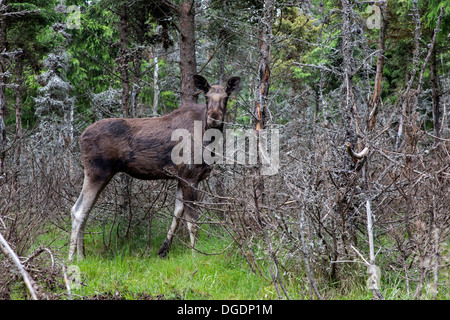 Eurasischen Elch, Schweden, Europa / Alces Alces Stockfoto