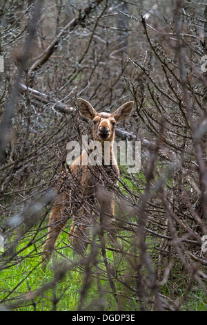 Eurasischen Elch, Schweden, Europa / Alces Alces Stockfoto