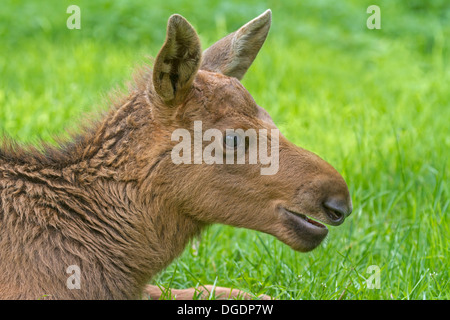 Junge eurasische Elch, Schweden, Europa / Alces Alces Stockfoto