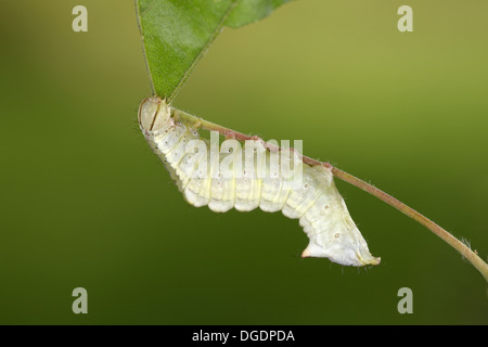 Ahorn-Prominent - Ptilodon cucullina Stockfoto