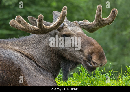 Porträt einer eurasischen Elch, Schweden, Europa / Alces Alces Stockfoto