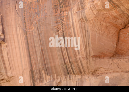 Wüste Lack auf den Klippen über dem Kalb Creek, Grand Staircase Escalante National Monument, Utah, USA Stockfoto