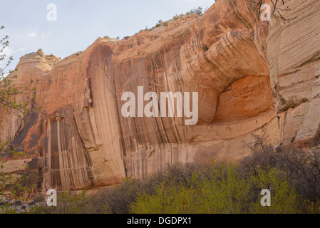 Wüste Lack und Alkoven auf Klippen über Calf Creek, Grand Staircase Escalante National Monument, Utah, USA Stockfoto