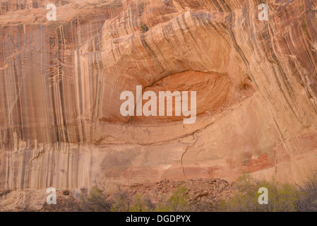 Wüste Lack und Alkoven auf Klippen über Calf Creek, Grand Staircase Escalante National Monument, Utah, USA Stockfoto