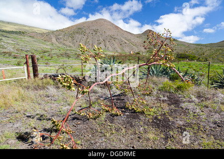 Südlichen Maui Landschaft mit Hügeln auf der Flanke des Haleakala auf Hawaii eine Aloe Vera Pflanze im Vordergrund. Stockfoto