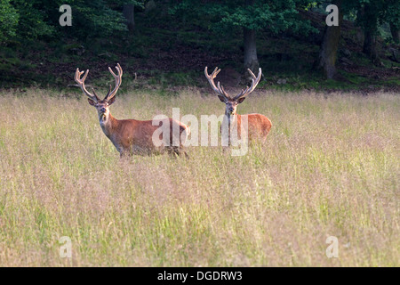 Rothirsch (Cervus Elaphus) Stockfoto