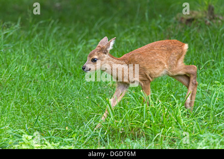 Fawn / Capreolus Capreolus Stockfoto