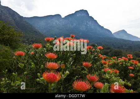 Den wunderschönen botanischen Garten von Kirstenbosch in Kapstadt Stockfoto