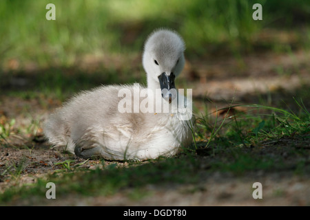 Junge weiße Schwan / Cygnus Olor Stockfoto