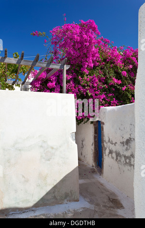 Bunte Bougainvillea in einer Seitenstraße von Emborio, Santorini, Griechenland. Stockfoto