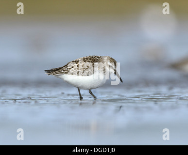 Semipalmated Strandläufer - Calidris pusilla Stockfoto