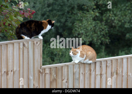 ZWEI KATZEN FACE OFF AUF EINEM ZAUN Stockfoto