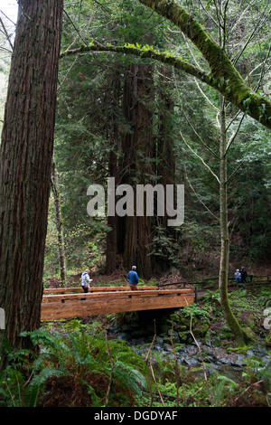 Muir Woods National Monument, Marin County, Kalifornien, USA. Stockfoto