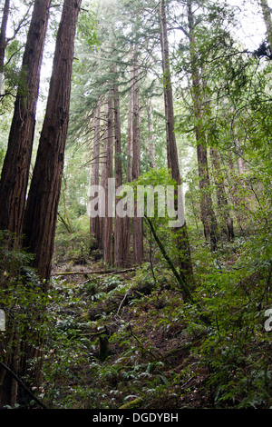 Muir Woods National Monument, Marin County, Kalifornien, USA. Stockfoto