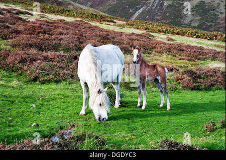 Kirche Stretton, Shropshire, UK. Wildes Pony und Fohlen weiden auf Long Mynd am Herbsttag. Stockfoto