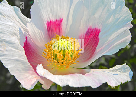 Nahaufnahme von Mohnblume Stockfoto
