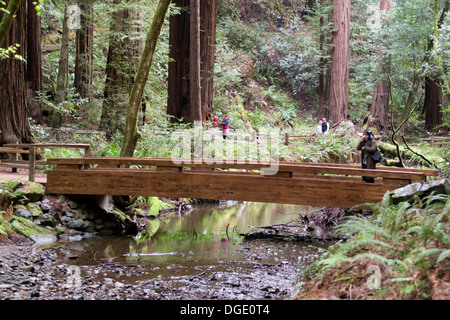 Muir Woods National Monument, Marin County, Kalifornien, USA. Stockfoto