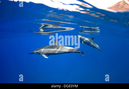 Spinner-Delphin, Stenella Longisrostris, Kailua-Kona, Hawaii, Nordpazifik Stockfoto