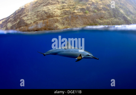 Spinner-Delphin, Stenella Longisrostris spielen mit Blatt, Kailua-Kona, Hawaii, Nordpazifik Stockfoto