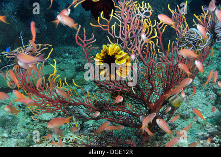 Feather Star auf Gorgonien und Scalefin Anthias, Pseudanthias Squamipinnis Kilima Schritte, Puerto Galera, Mindoro, Philippinen. Stockfoto