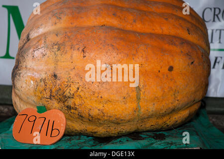 Giant Pumpkin Competition Southport, Großbritannien. Oktober 2013. 797 lb der schwerste beim „Mere Brow Giant Pumpkin Competition“. Die Veranstaltung markiert das 19. Jahr der Veranstaltung und sammelt wie immer so viel Geld wie möglich für wohltätige Zwecke. RIESIGE Kürbisse wurden bei der jährlichen Feier des beliebten Gemüses ausgestellt. Mere Brow ist ein kleines Dorf in Lancashire, England, zwischen Tarleton und Banks. Stockfoto