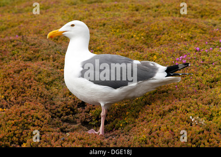 Seagull auf Insel Alcatraz, San Francisco, Kalifornien, USA. Stockfoto