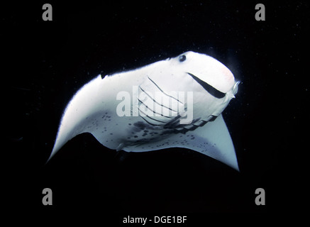 Manta Ray in der Nacht, Manta Birostris, Kailua-Kona, Hawaii, Nordpazifik Stockfoto