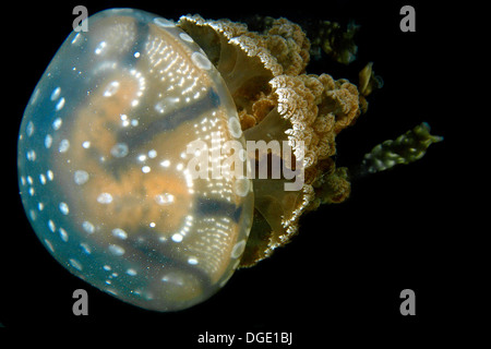 Quallen Mastigias SP., Palau, Mikronesien. Stockfoto