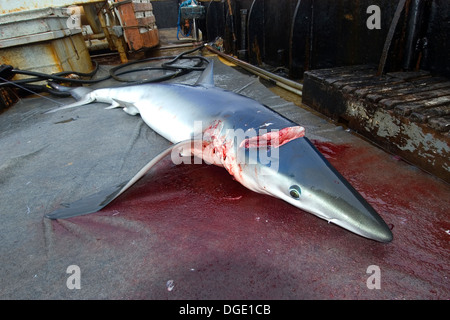 Toten Blauhai Prionace Glauca, Offshore-kommerziellen Langleinen Hai angeln, Brasilien, Atlantik Stockfoto