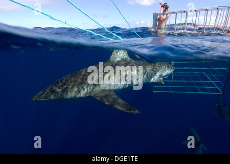 Thrill Seeker Erfahrungen Käfigtauchen mit Galapagos Haie, Carcharhinus Galapagensis, North Shore, Oahu, Hawaii, USA Stockfoto