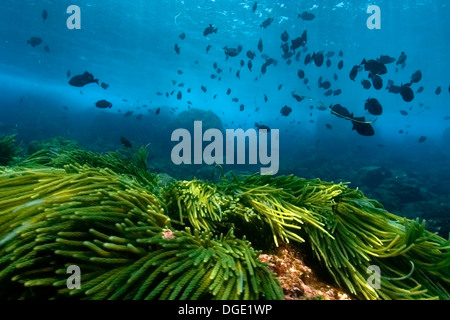 Grüne Algen, Caulerpa Racemosa und black Durgon, Melichthys Niger, Schulbildung, St. Peter und St. Pauls Felsen, Brasilien Stockfoto